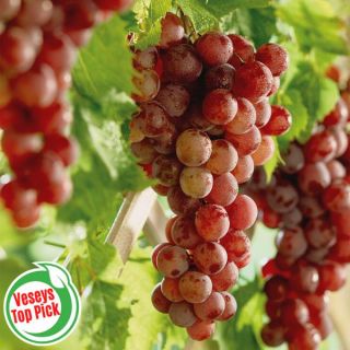 Canadice Seedless Grapes Thumbnail